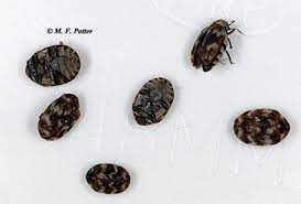 We help you find the right tiny house plan, model, design, or builder. Carpet Beetles Entomology