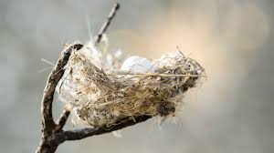 To learn more check out our blog at www.blackrobin.org.nzt. How To Identify A Bird Nest