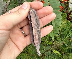 Image result for Sesbania tetraptera