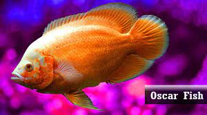 Here is everything you need to know to start raising oscars in your home aquarium. Best Oscar Fish Varieties For Home Aquariums Youtube