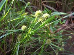 Image result for Kyllinga appendiculata
