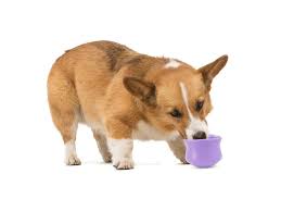 West Paw TOPPL Puzzle & Treat Toy for Dogs (Purple)