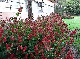 Get red flower tropical plants delivered to your door. The Lollipop Plant Pachystachys Lutea Is A Sub Tropical Species Stock Photo Picture And Royalty Free Image Image 87070074
