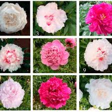 Image result for Tinnea galpinii