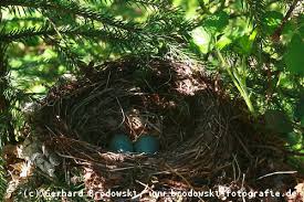 Mit etwa einem jahr erreichen die vögel die geschlechtsreife. Amsel Steckbrief Lebensraum Brutverhalten Bilder Referat