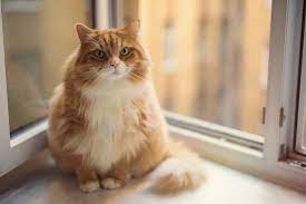 How Long Do Fat Cats Live