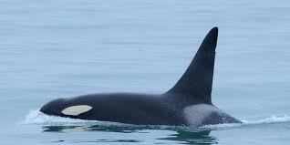 Egal ob in freier wildbahn oder in. Orcas In Gefangenschaft Fakten Hintergrunde Wdc Deutschland