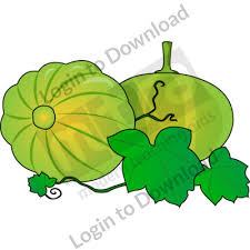All pumpkin clip art are png format and transparent background. Lesson Zone Au Green Pumpkin On Vine