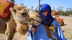 Marrakech camel ride around palm trees departure times: Camel Riding Quad Biking In Palm Grove Discover Marrakech