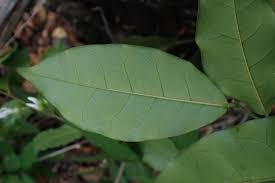 Image result for Carpolobia