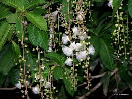 Image result for Barringtonia