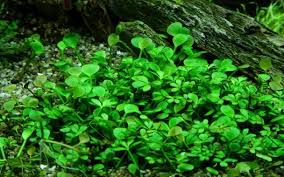 Image result for Marsilea apposita
