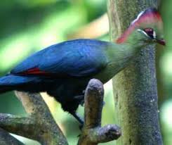 Image result for Turraea fischeri