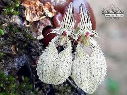 Image result for Bulbophyllum intertextum