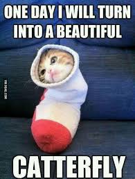 Dailyfailcenter Cute Little Animals Funny Animal Jokes Cute Animal Memes
