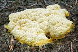 We did not find results for: Dog Throwing Up Yellow Foamy Petfinder