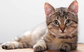 Kedi Sahiplerinin Bilmesi Gereken Kedilerde Gorulen 16 Yaygin Hastalik Listelist Com