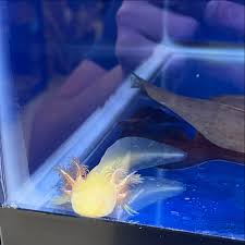 AXOLOTLS! Plenty of axolotls in stock! As well as basic and deluxe starter  kits so you have absolutely everything you need before you take yours home!  * * * #BuffaloPetSupply #PetStore #BuffaloPet #