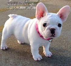New and used items, cars, real estate, jobs, services amazing french bulldog is ready for rehoming! Frenchie Bulldog Puppies French Bulldog Puppies Bulldog