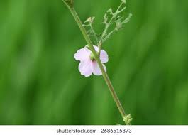 Image result for Urena