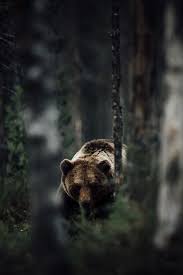 Pin By Daniele Dantes On Bears Nature Animals Animals Animals Wild