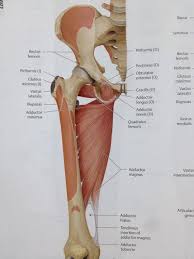 Adductor Muscles Anterior View La Unidad Especializada En Ortopedia Y Traumatologia Www Unidadortopedia Com Pbx 692 Hip Anatomy Body Anatomy Muscle Anatomy