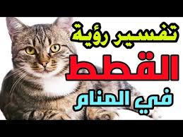 تفسير حلم القطط في المنام إنتبه عندما تري القطط في منامك ستحدث لك ثلاثة أمور تعرف عليها Youtube