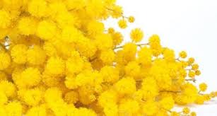 Immagini per frasi festa delle donne. Auguri Festa Della Donna 8 Marzo 2017 Frasi Celebri Aforismi E Poesie Da Dedicare A Tutte Le Donne