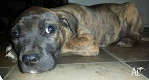 Puppies for sale dog breed information rescue/shelter dogs. Bandog X Ridgeback Bull Arab Pups For Sale In Scrubby Creek Queensland Classified Australialisted Com