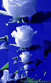 Just click the download button and the gif from the and flower collection will be downloaded to your device. Good Morning Images With Rose Flowers Gif