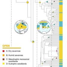 Image result for Strephonema sericeum