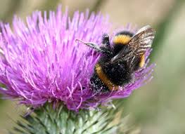 Image result for Bombus terrestris
