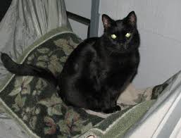 Therefore i would start with using revolution and then see your vet for the other options. Cat Hair Loss Cat Grooming To Excess Or Allergies In Cats