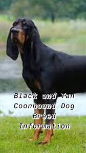 Black And Tan Hound Dog Pin On Coonhounds Hounds