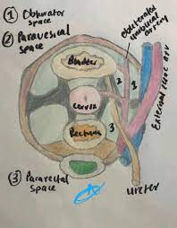 Dedicated to improving the skills and knowledge of the pelvic surgeon. Laparoscopic Surgical Anatomy For Pelvic Floor Surgery Sciencedirect