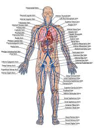 Pin On Human Anatomy Study