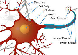 Nerve Impulse Read Biology Ck 12 Foundation