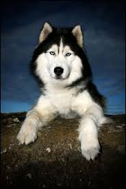 Maybe you would like to learn more about one of these? My Beautiful Siberian Husky Kaldur Cold Siberian Husky Beautiful Dogs Husky Dogs
