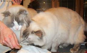 The symptoms of distemper in cats appear quickly but the incubation period of the disease lasts from 2 to 10 days. Feline Distemper Or Panleukopenia Virus And Disease Facts Pethelpful By Fellow Animal Lovers And Experts