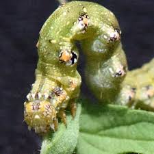 Image result for Hermannia kirkii