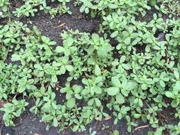 December 7, 2018 at 3:56 pm 2 years ago purslane is very succulent and spurge is not. The Foraged Foodie Foraging Identifying And Eating Purslane Avoid Poisonous Spurge