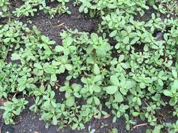 The wild edible purslane is dicussed along with its poisonous look alike spurge. The Foraged Foodie Foraging Identifying And Eating Purslane Avoid Poisonous Spurge