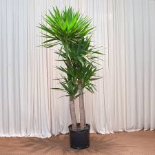 Image result for yucca gigantea en casa
