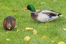 Wann bekommen denn erpel das erste mal ihr typisches gefieder? Enten In Not Nabu Bremen