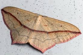 Image result for Timandra comae