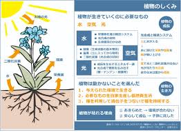 植物を育てるために知っておきたい10のこと 豊洲パークガーデンラボ 豊洲グリーン100プロジェクト イベント情報 豊洲ぐるりパーク 江東区 豊洲ふ頭内公園