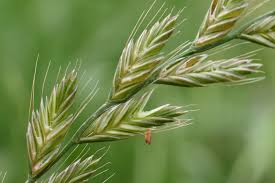 Image result for Lolium multiflorum