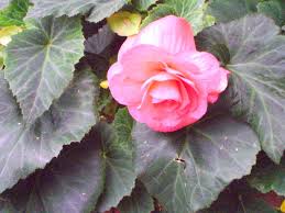 Image result for Begonia rubronervata