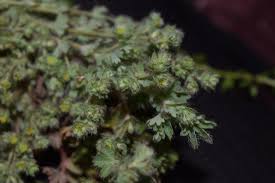 Image result for Cliffortia nitidula