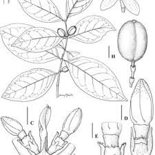 Image result for Belonophora coffeoides
